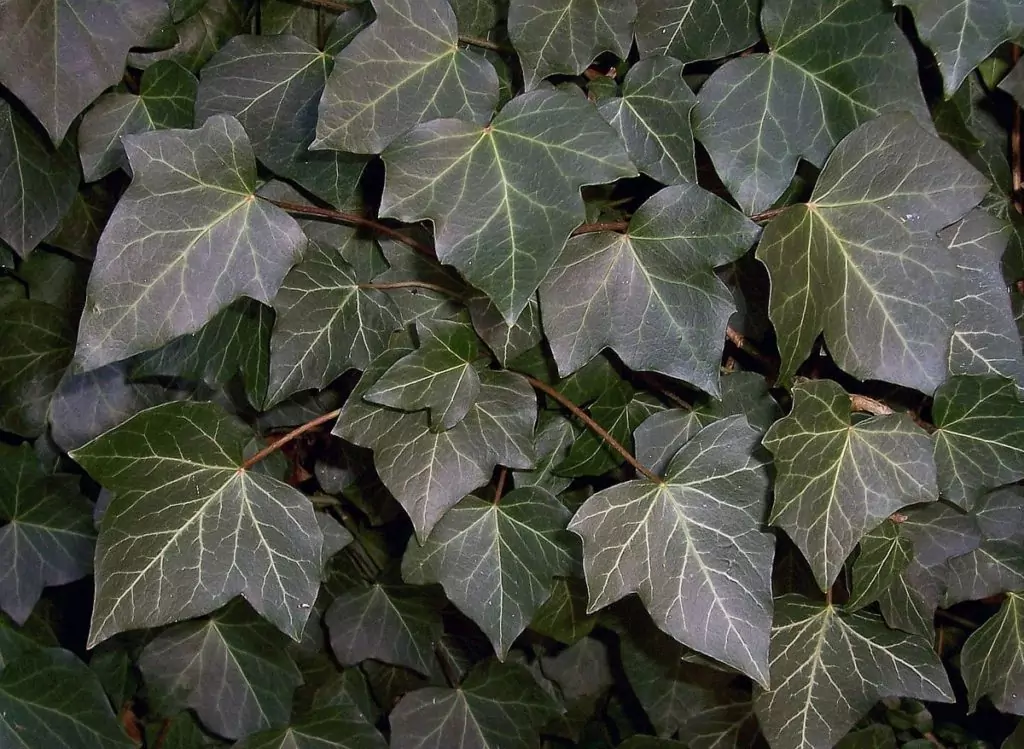 Бръшлян Hedera helix L. Бръшлян Hedera helix L.