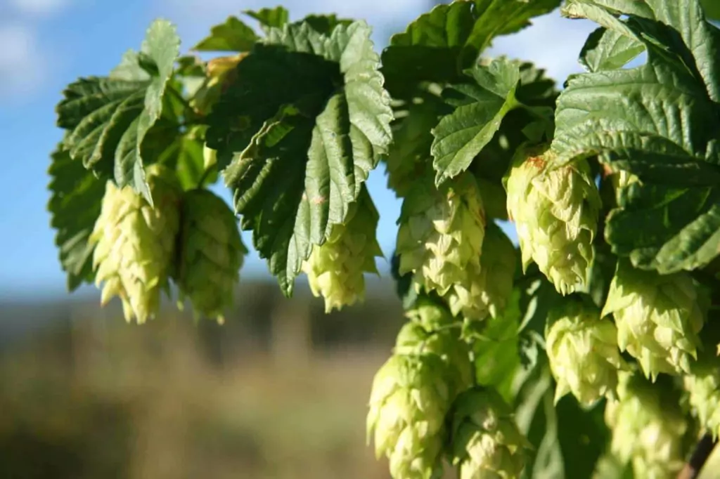 Хмел Humulus lupulus L. - лечебно растение