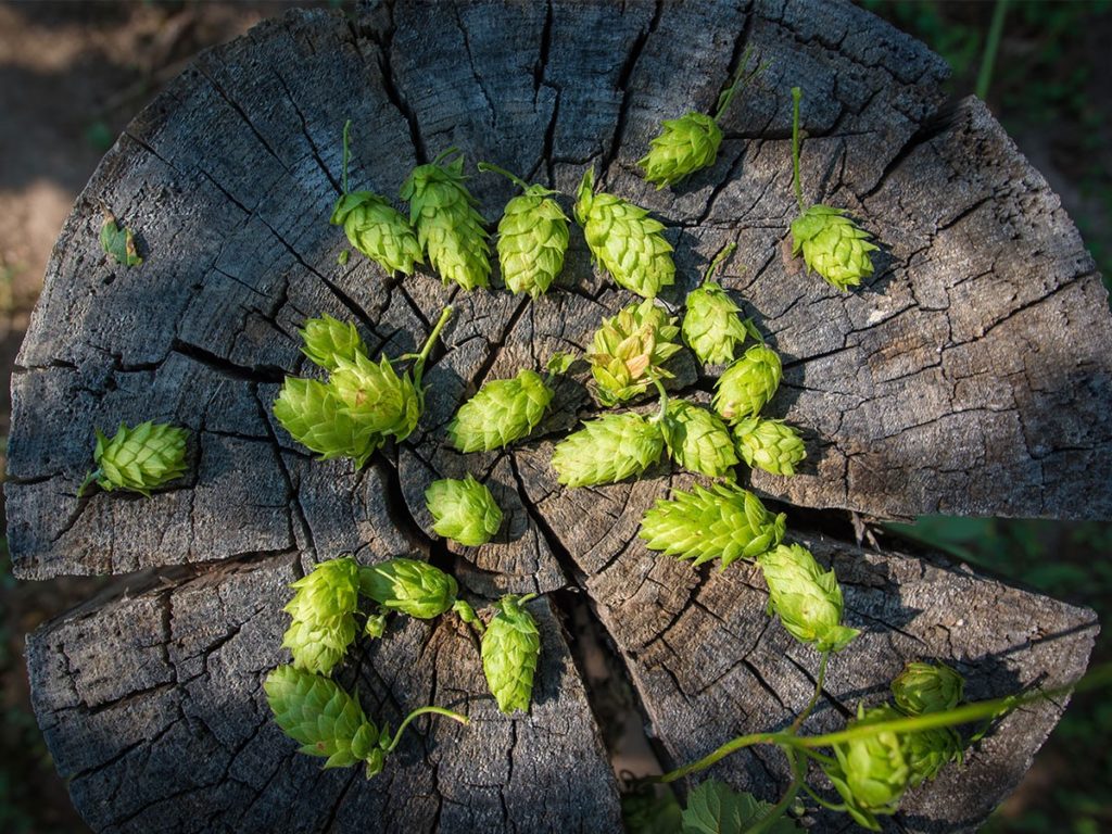 Приложение на хмел