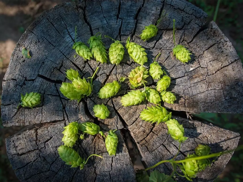 Приложение на хмел