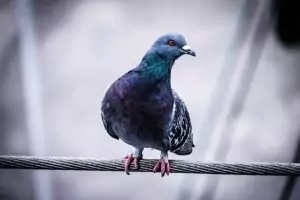 какво ще ни се случи според гълъбите