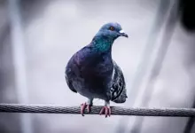 какво ще ни се случи според гълъбите