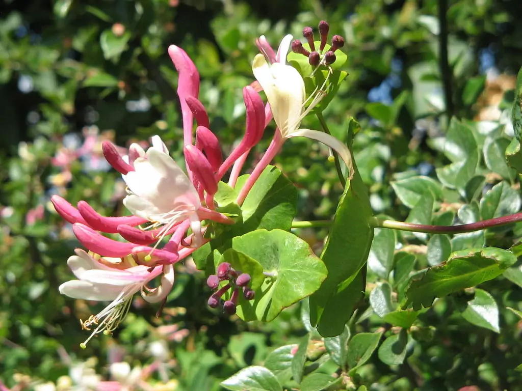 Орлови нокти Lonicera caprifolium Орлови нокти Lonicera caprifolium