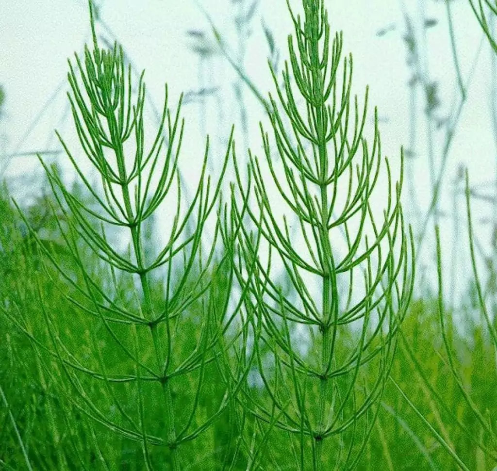Екстракт от полски хвощ Екстракт от полски хвощ