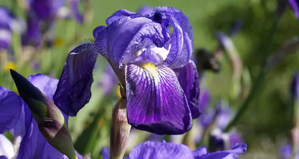 Синя перунка