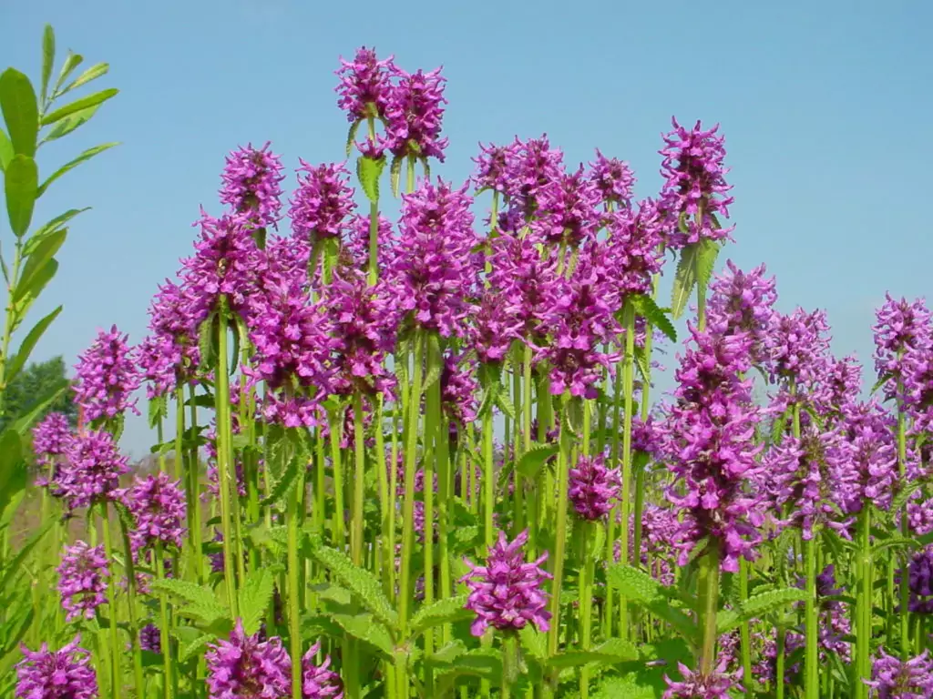 Ранилист Betonica Officinalis