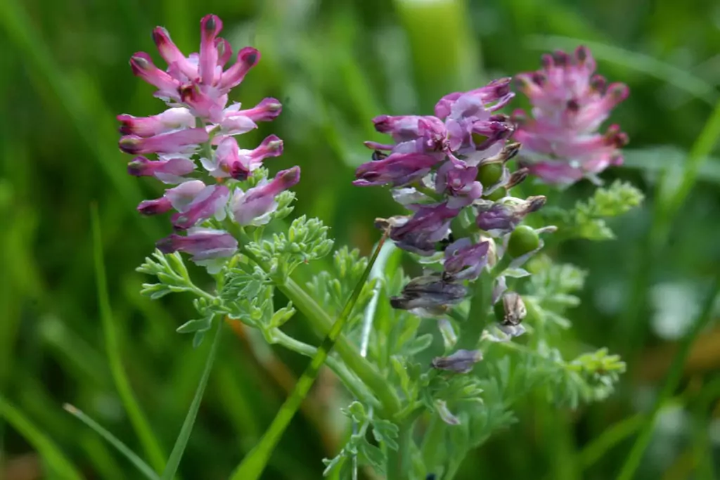 Росопас Fumariaceae