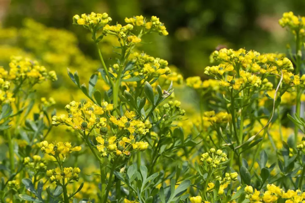 Приложение на билката - Седефче Приложение на билката - Седефче