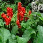 Змийска Хурка