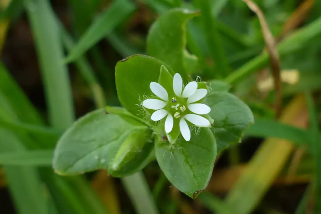 Врабчови чревца - лечебна билка