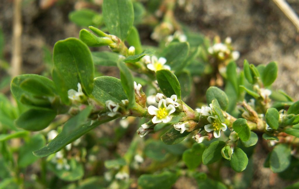 Пача трева Polygonum aviculare