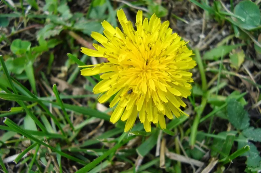 Обърнете внимание на черния дроб - глухарче