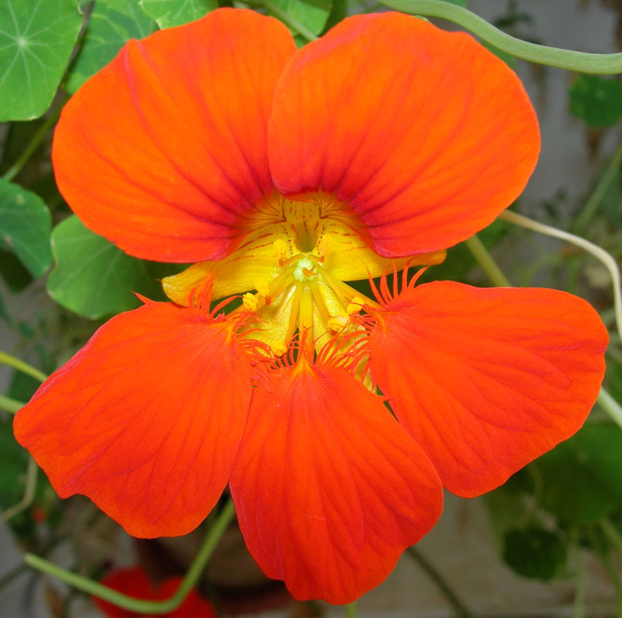 Латинка Tropaeolum majus L. - лечебно растение Латинка Tropaeolum majus L. - лечебно растение
