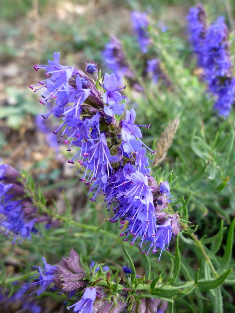 Лечебните ползи на Исоп Лечебните ползи на Исоп
