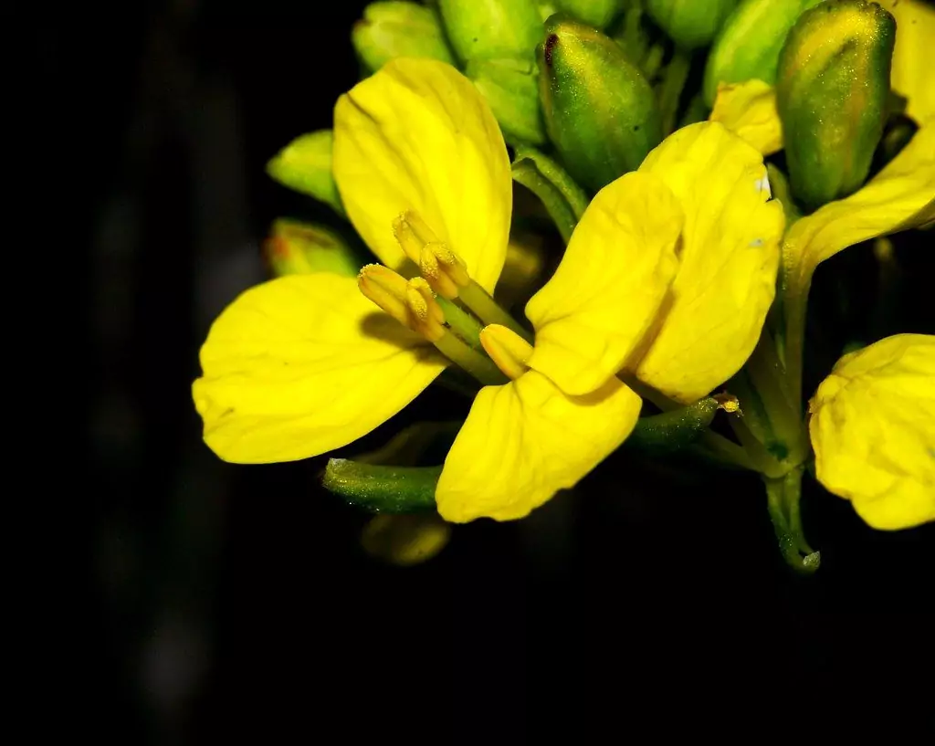 Черен синап - лечебно растение