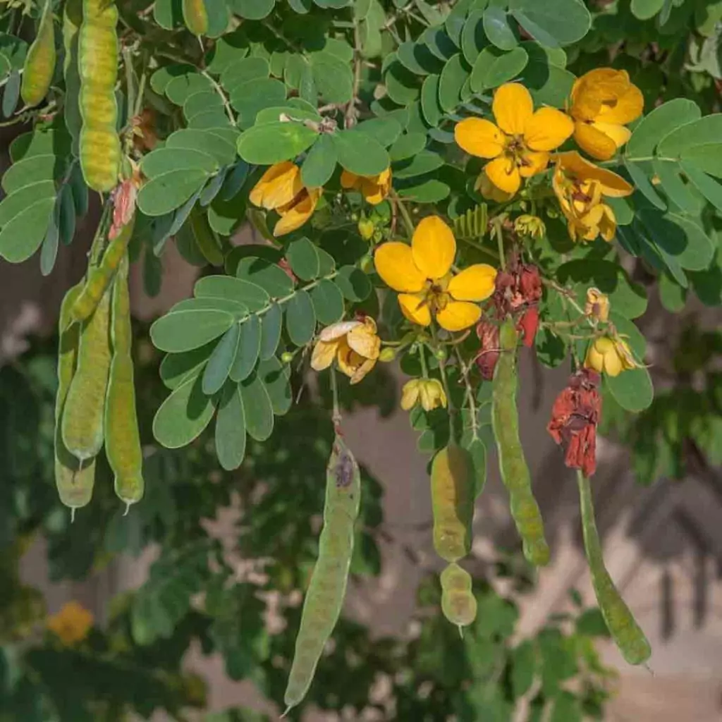 Сена (касия) - лечебна билка