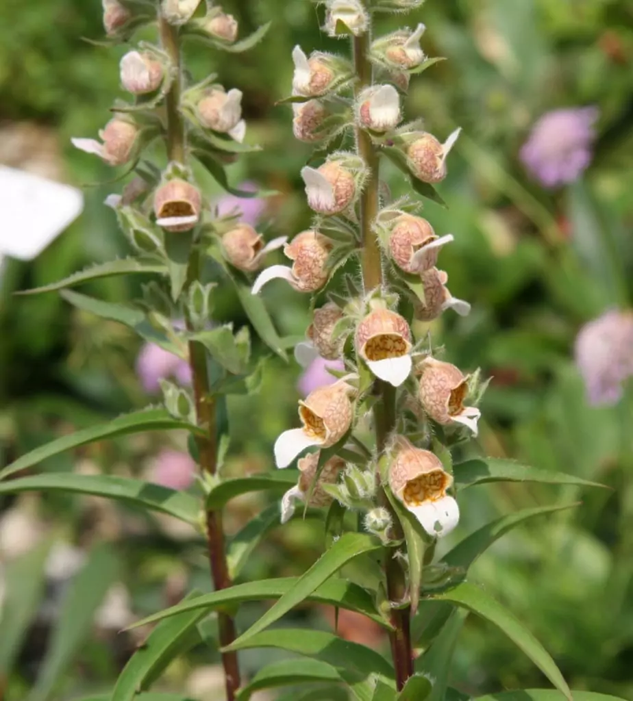 Вълнест напръстник Digitalis lanata Ehrh.