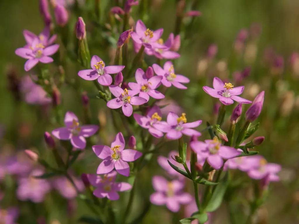 Червен кантарион Erythraea Centaurium