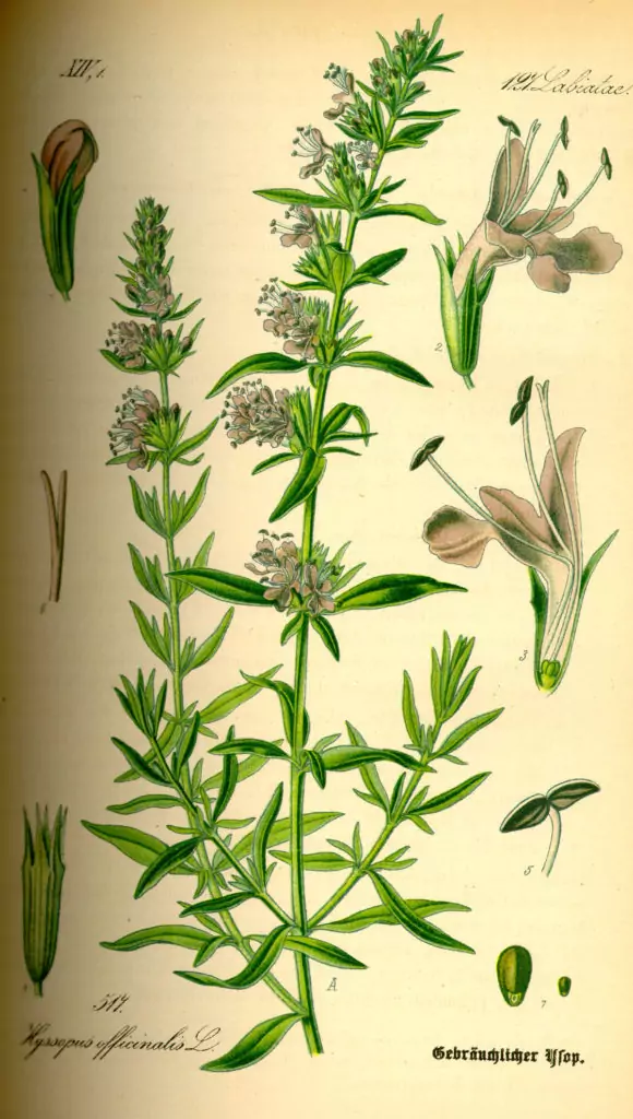Лечебен исоп Hyssopus officinalis L. - приложение на билката Лечебен исоп Hyssopus officinalis L. - приложение на билката