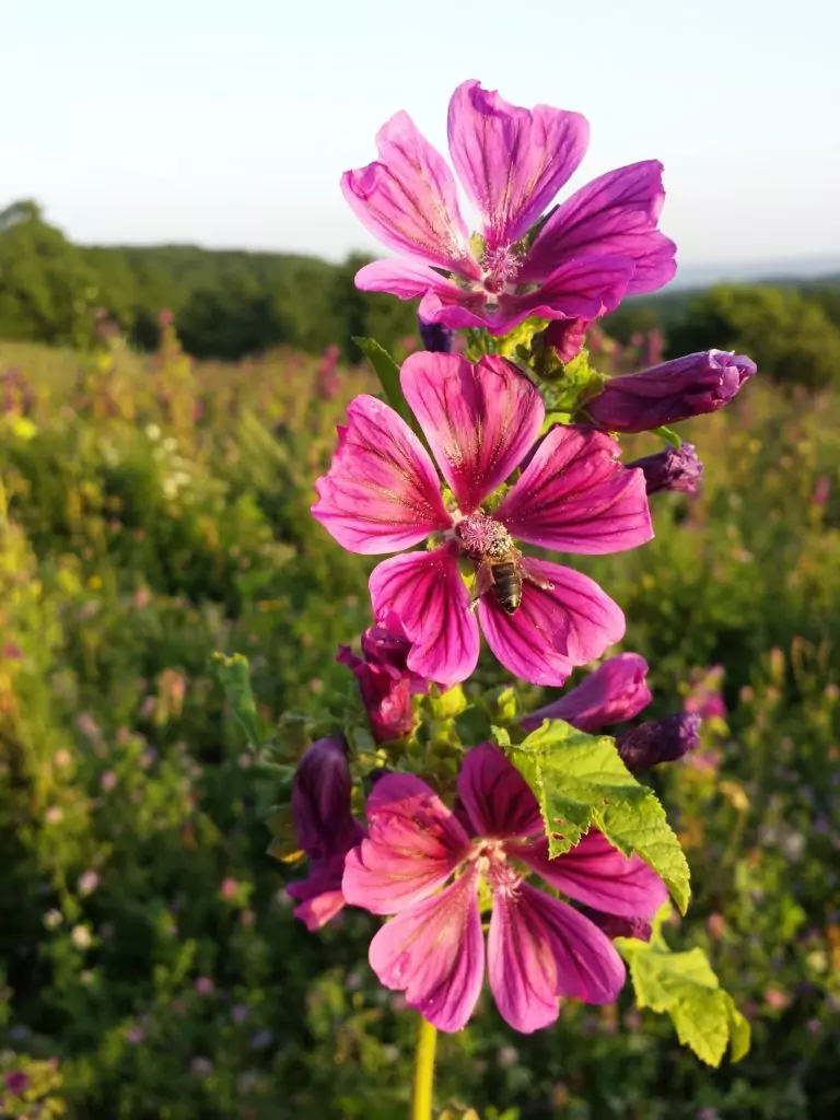Лечебни свойства и приложения на Слез