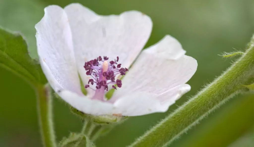 Лечебна ружа Althaea officinalis L