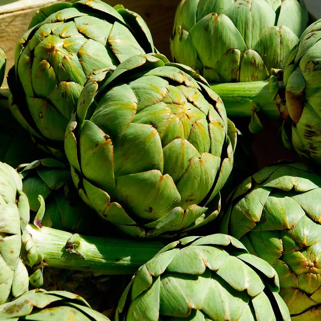 Артишок - лечебно растение Артишок - лечебно растение