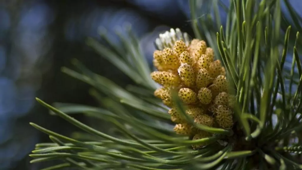 Бял бор Pinus sylvestris - билка