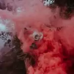 Цветовете на взаимността