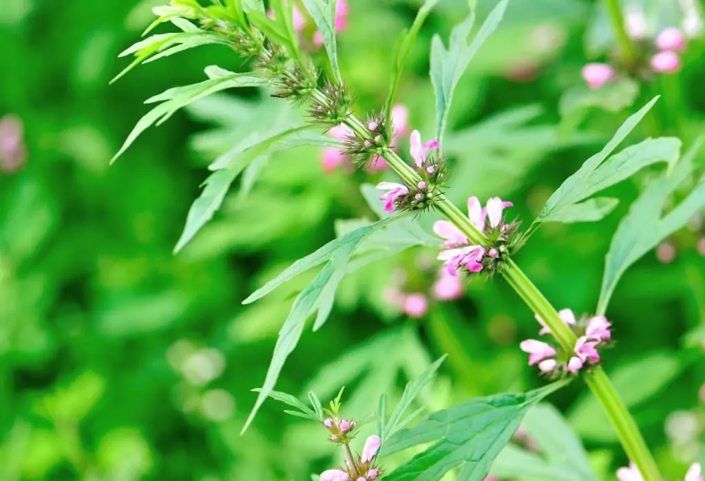 Дяволска уста - лечебна билка