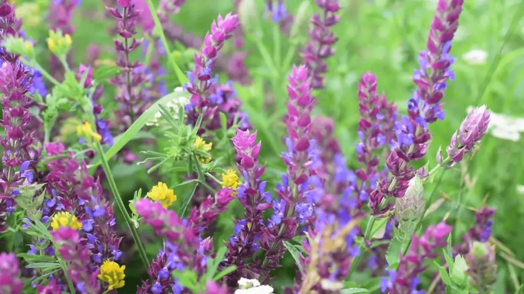 Градински чай Градински чай