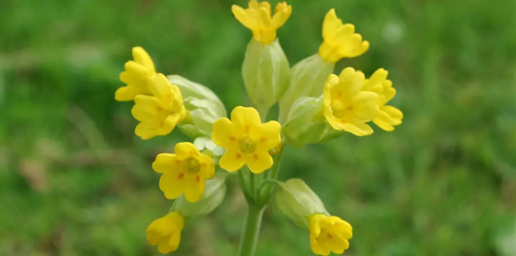 Приложение на Иглика Primula Officinalis