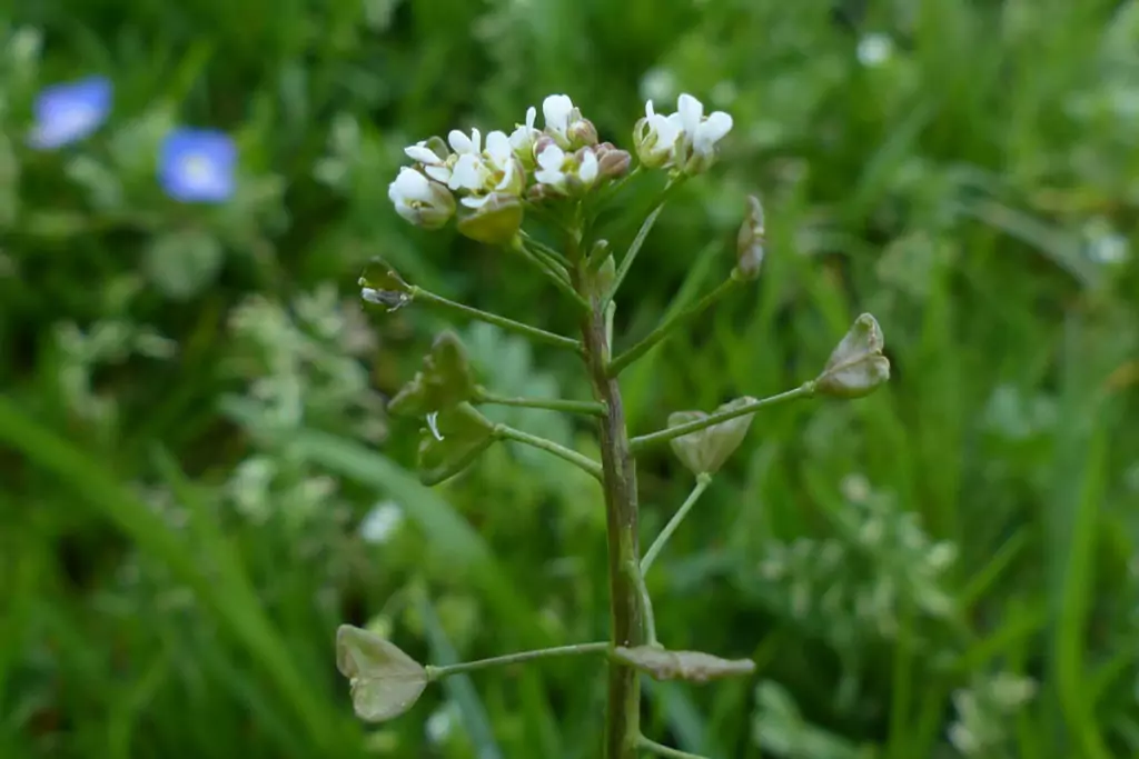 Овчарска торбичка Capsella Bursa Pastoris - лечебна билка