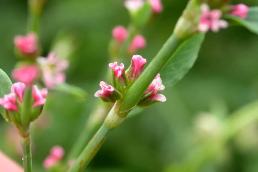 Пача трева - лечебна билка