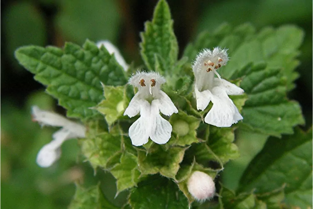 пчелник - лечена билка