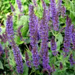Салвия Salvia officinalis