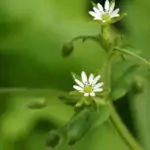 Врабчови чревца Stellaria media L.