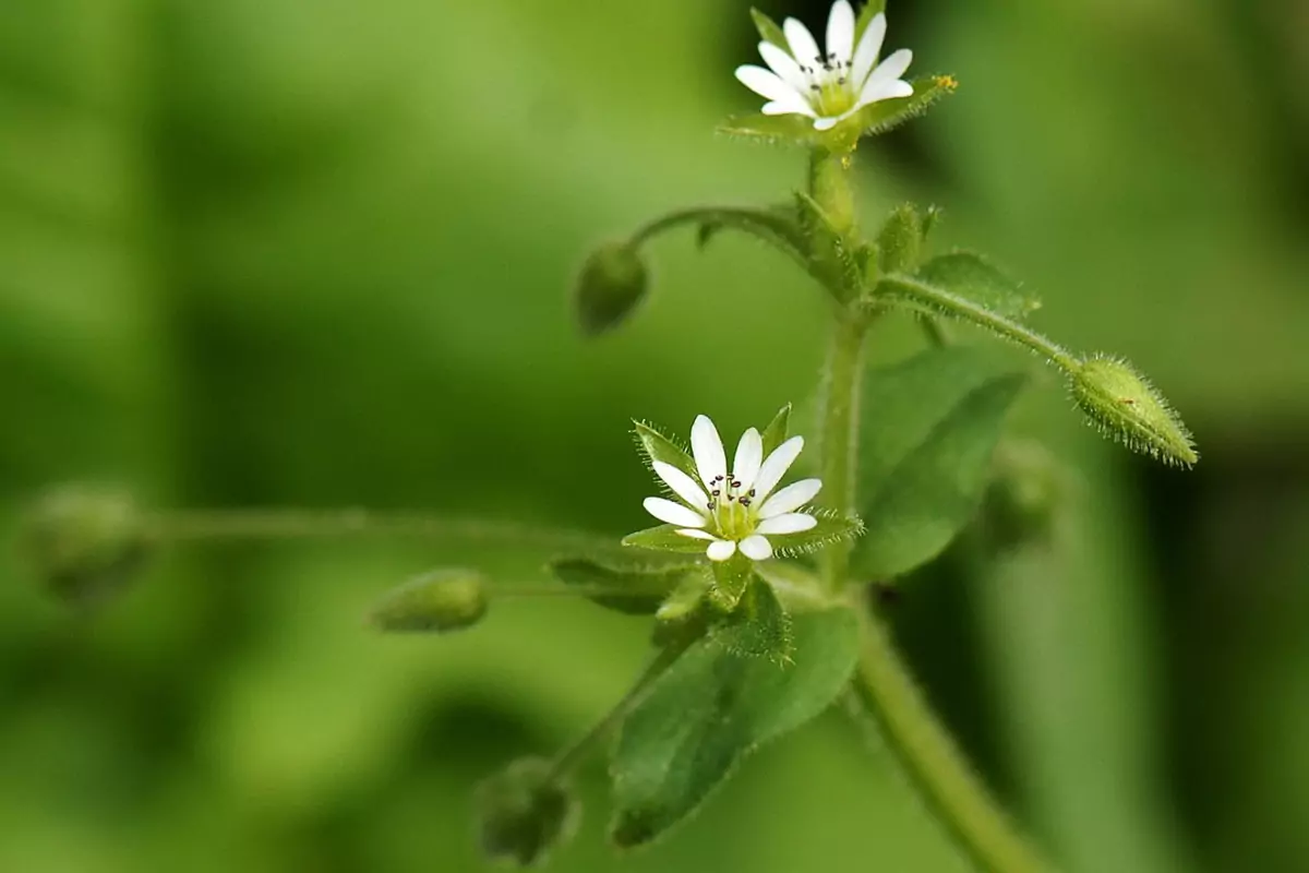 Врабчови чревца