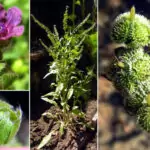 Наумка – Сynoglossum officinalis L