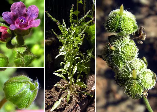 Cynoglossum officinalis L - наумка
