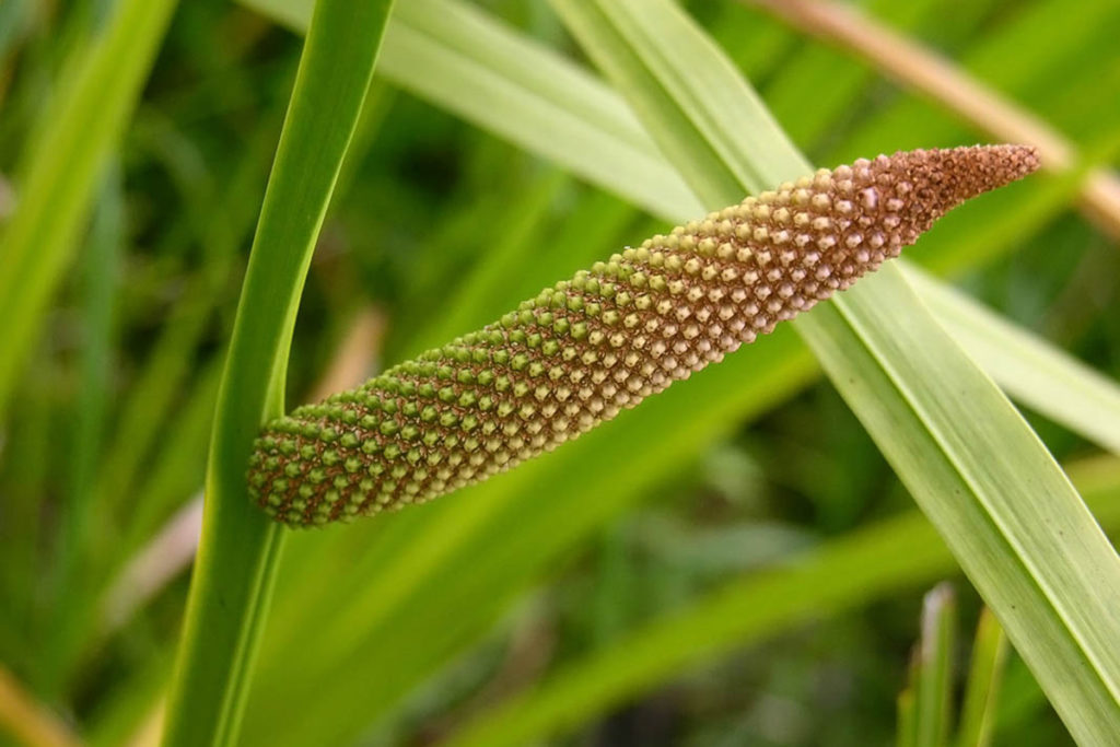 аир - лечебна билка