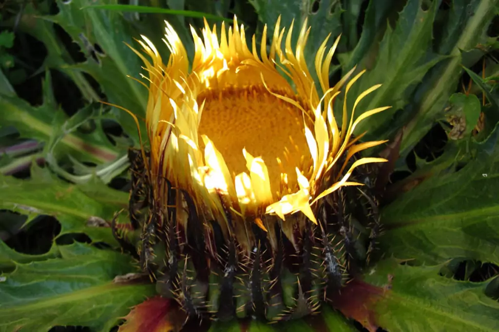 Решетка Carlina acanthifolia