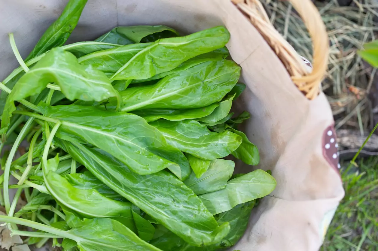 киселец билка