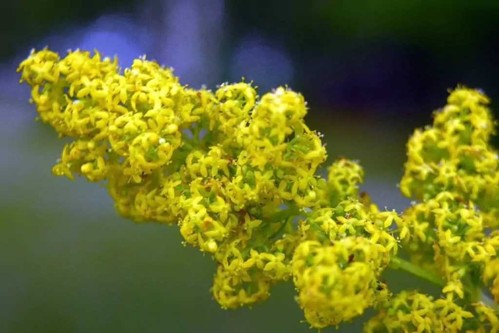 Еньовче Galium