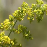 Еньовче Galium