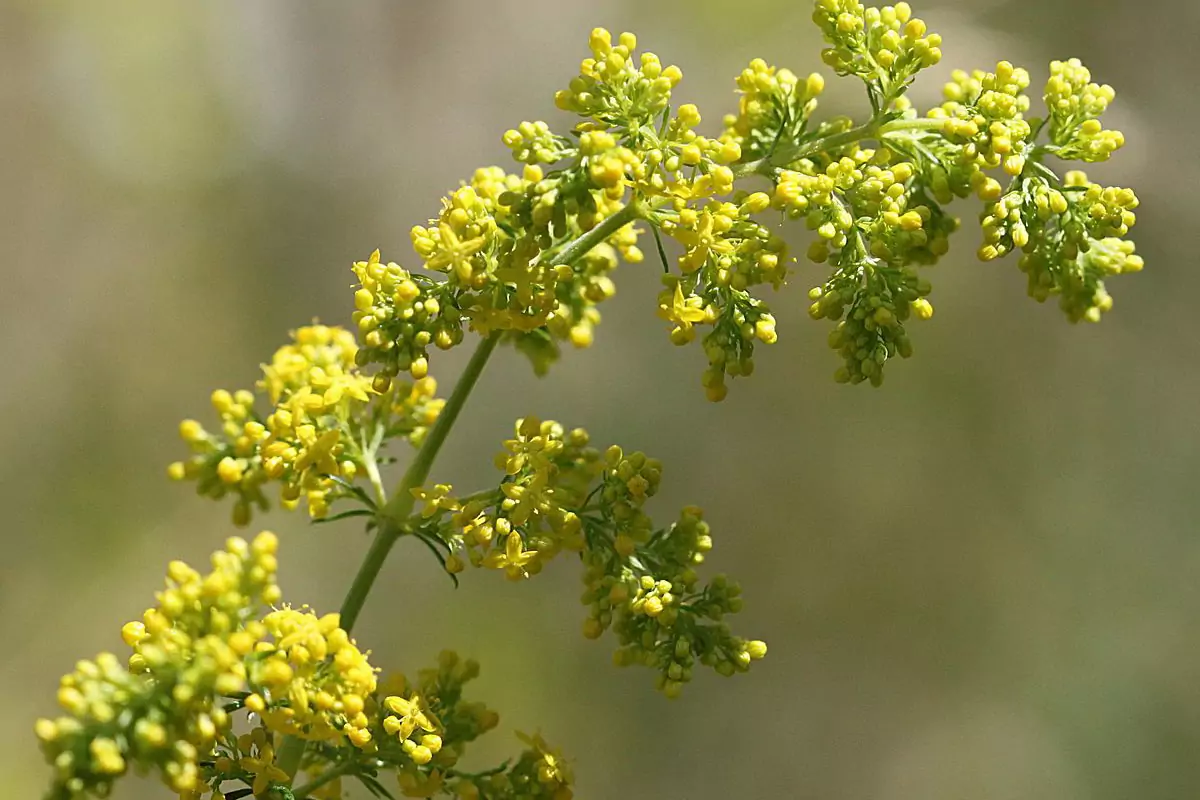 Еньовче билка