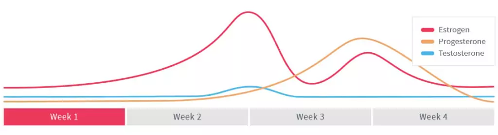 фази на месечния цикъл