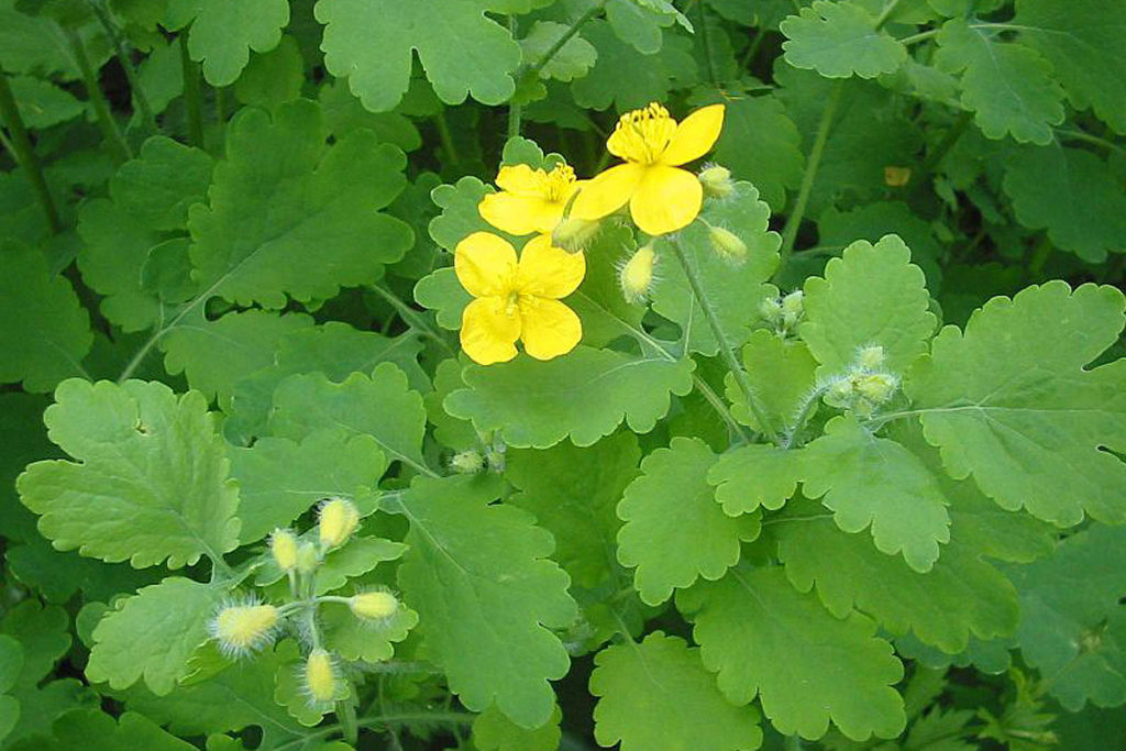 Жълтурче Ranunculus ficaria