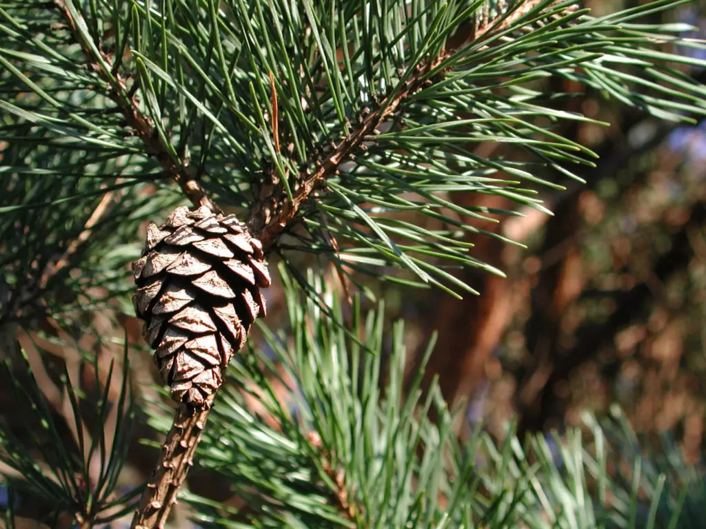 Pinus Sylvestris - бял бор - лечебна билка