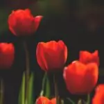 Пожелания за св. Мария Магдалена