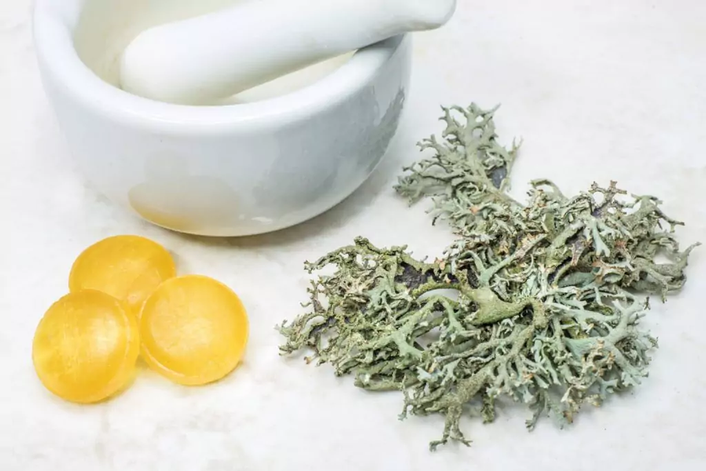 Исландски лишей - билка